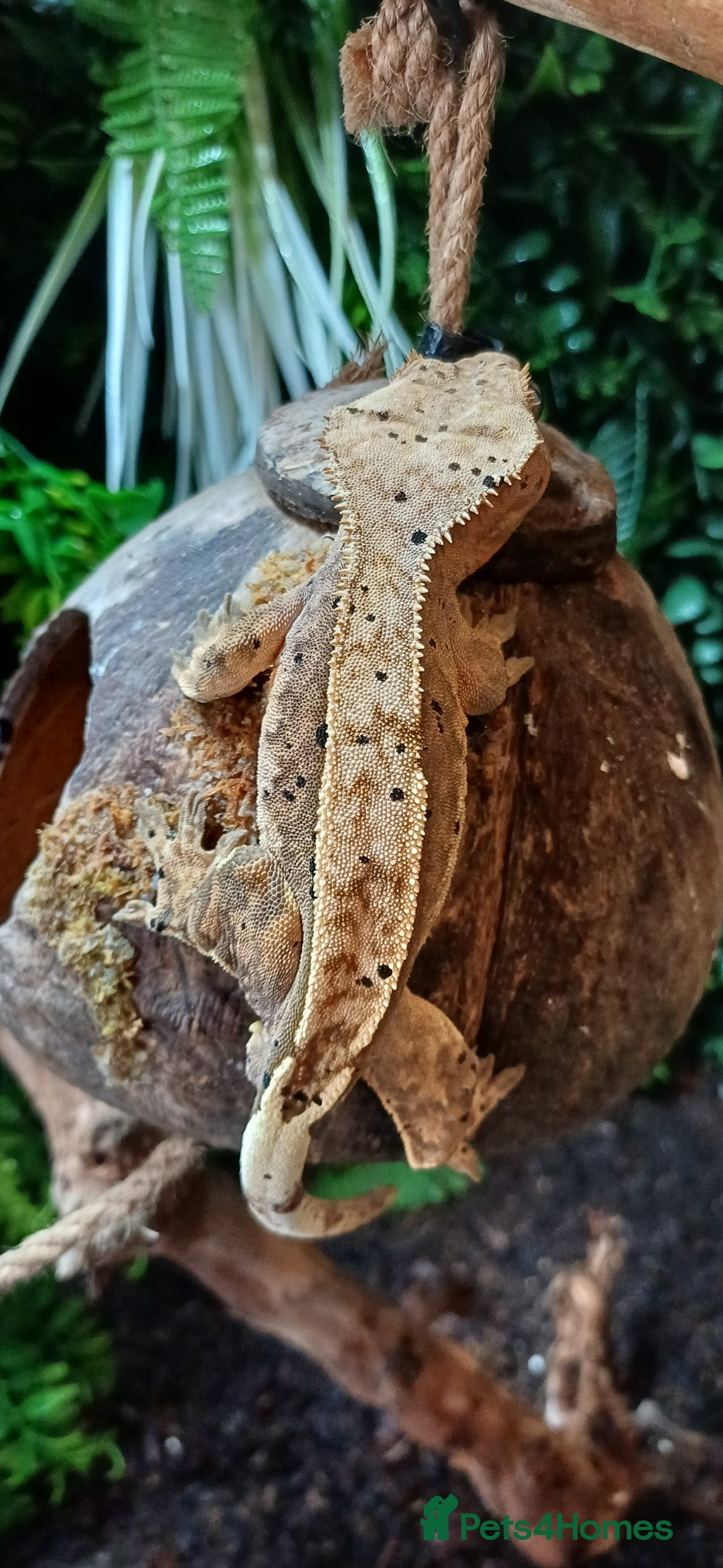 Gecko reptiles for sale: Beautiful pinstripe dalmatian crested gecko  - Image 3