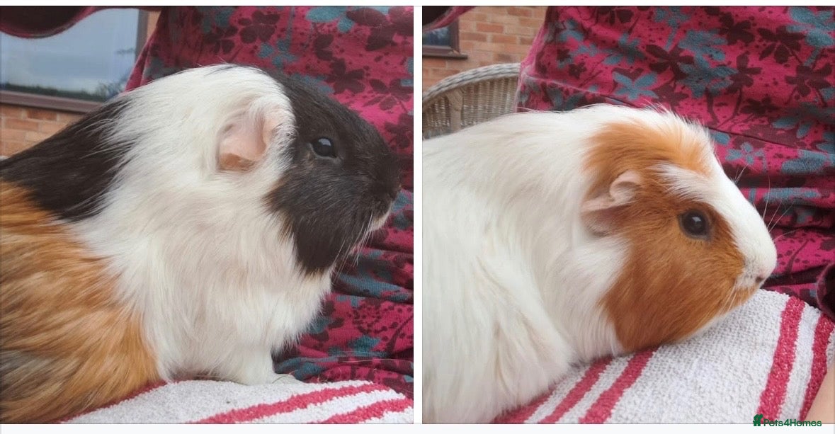 Guinea Pig rodents Two unneutered boars  - Advert 1