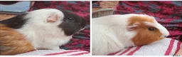 Guinea Pig rodents for sale: Two unneutered boars  in Shrewsbury - Advert 1