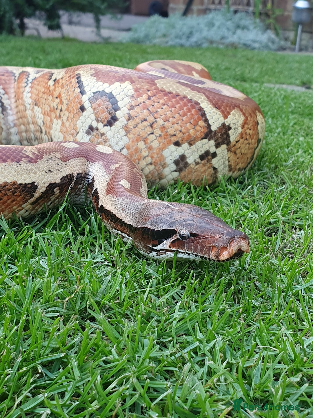 Python Snake reptiles for sale: 1.0 Blood Python  - Image 2