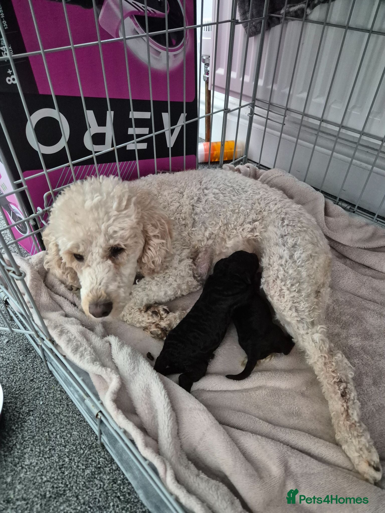 Miniature Poodle dogs 2 beautiful KC registered miniature poodles - Advert 1