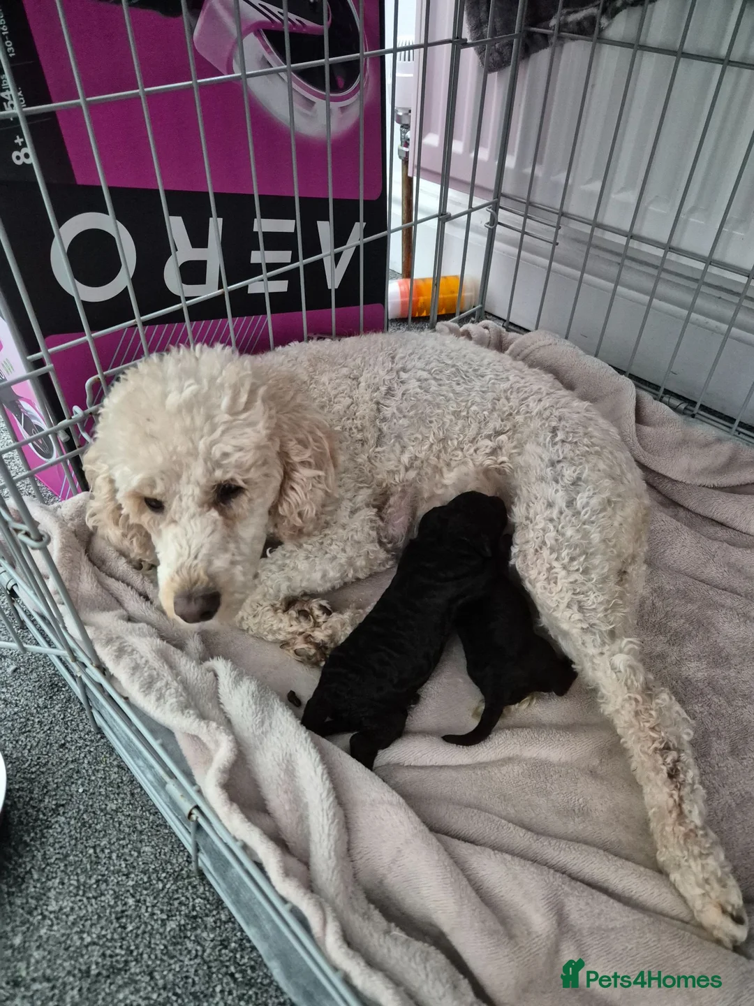 Miniature Poodle dogs for sale: 2 beautiful KC registered miniature poodles - Advert 1