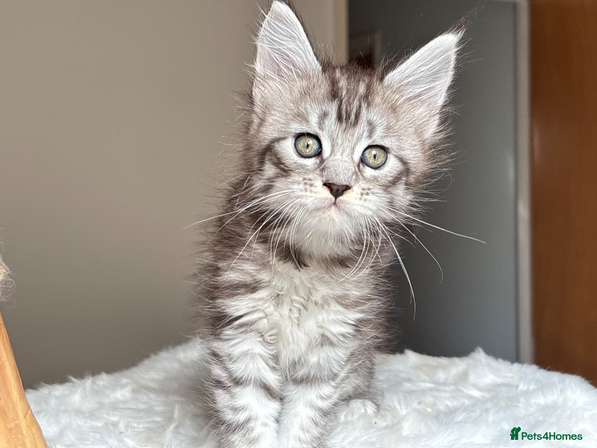 Maine Coon cats Now 2 TICA Registered Mainecoon kittens  - Advert 20