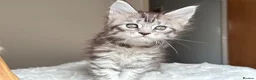 Maine Coon cats for sale: Now 2 TICA Registered Mainecoon kittens  - Advert 1