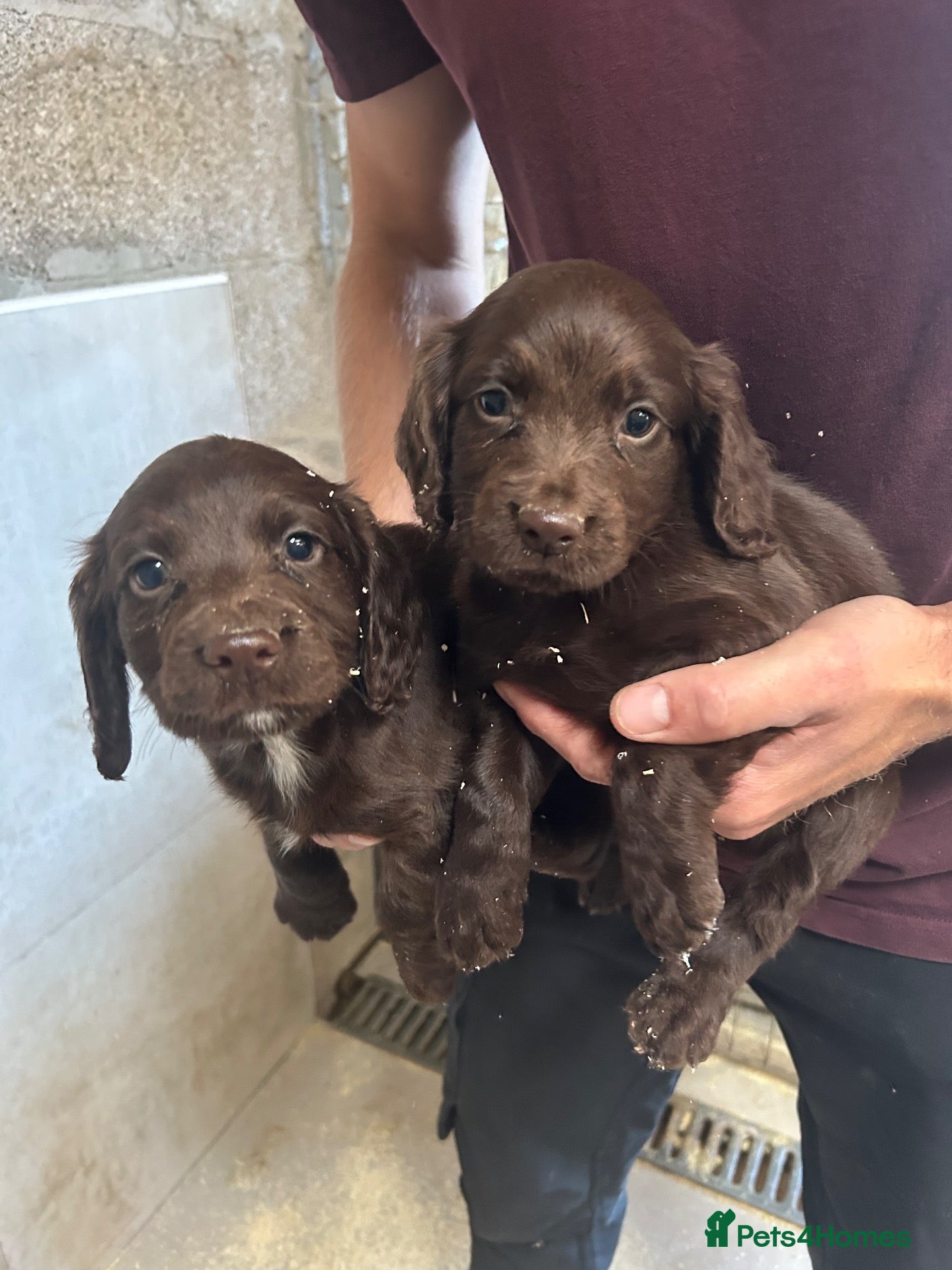Cocker Spaniel dogs Cocker Spaniel - Advert 8