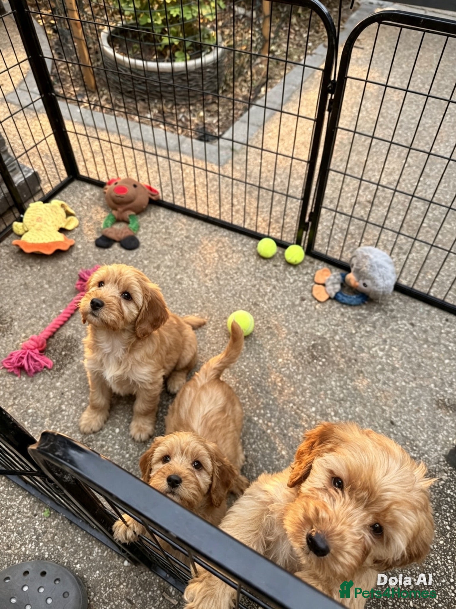 Cockapoo dogs Beautiful Cockapoo puppies 2 girls and 1 boy left  - Advert 18