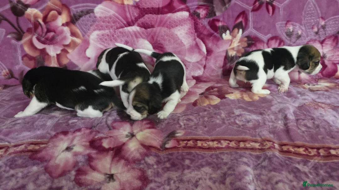 Beagle dogs for sale: Beautiful Beagle puppies looking for loving homes - Advert 4