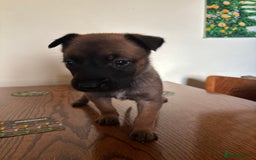 Belgian Shepherd Dog dogs for sale: Belgian Malinois Puppies  - Image 6