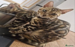 Bengal cats for sale: READY REDUCED TICA Genetic/Health Tested Bengals - Image 33