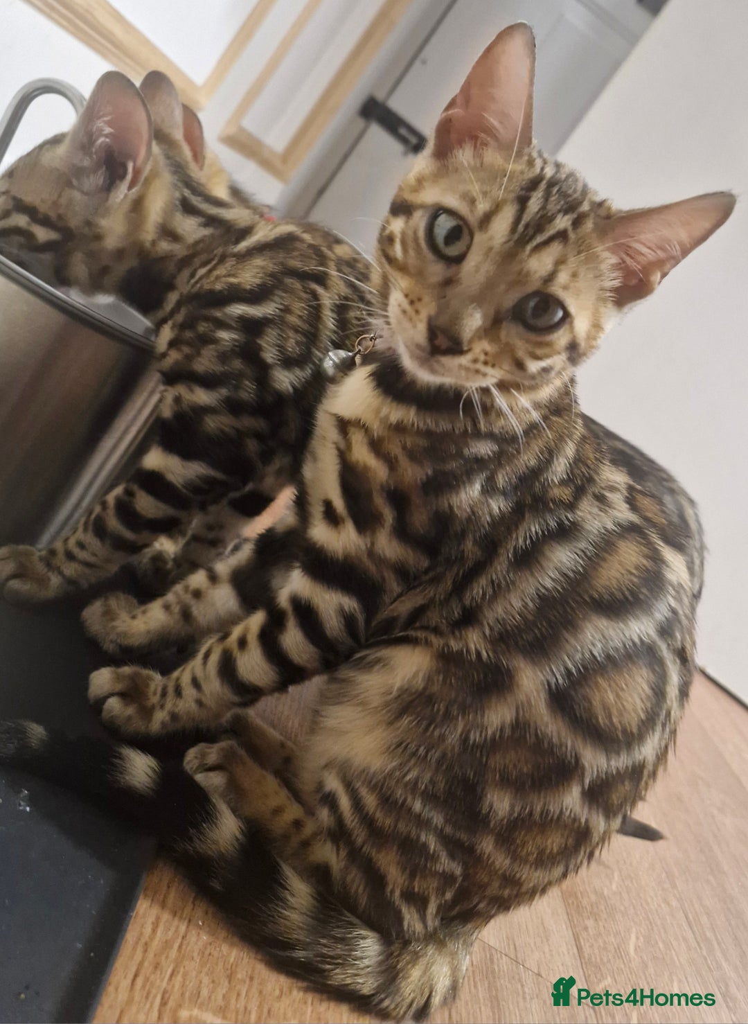 Bengal cats for sale: READY REDUCED TICA Genetic/Health Tested Bengals - Image 33