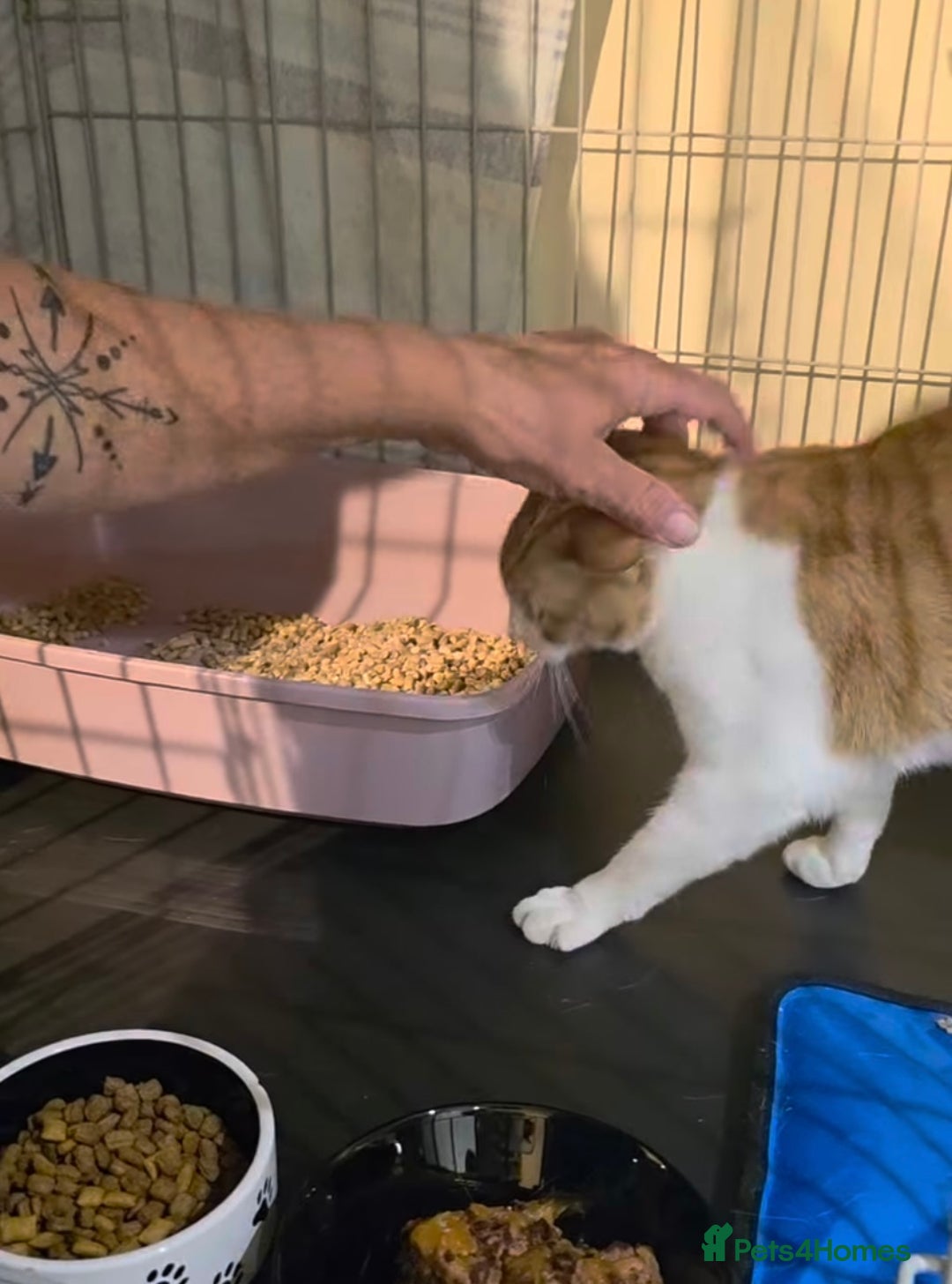 Domestic Shorthair cats for adoption: Meet 3 year old Nova 🐾❤️ - Image 6