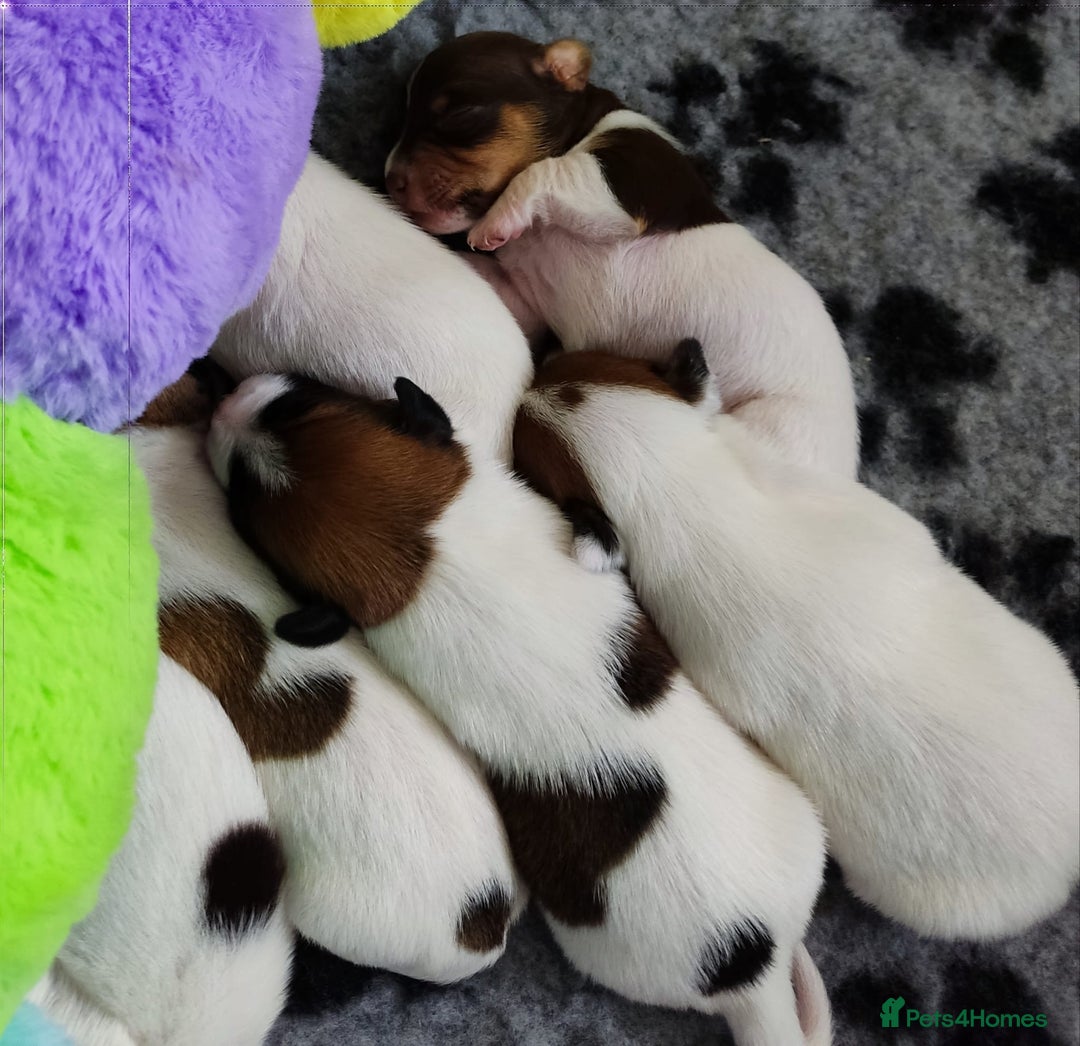 Jack Russell dogs for sale: Jack Russell puppies for sale - Image 7