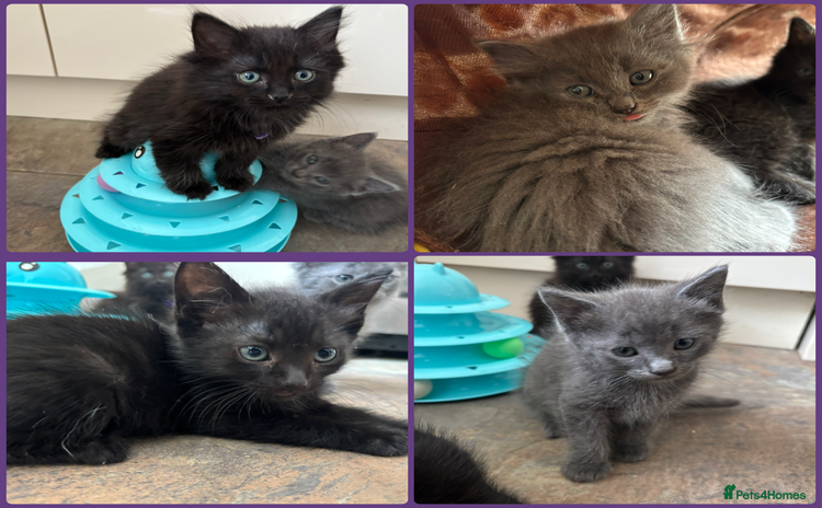 Russian Blue cats - Advert 9