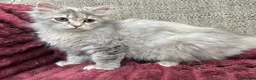 Siberian cats for sale: Blue/cream Silver Tortie Siberian Kitten - Advert 5