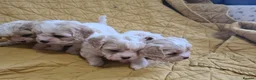 Cavapoo dogs for sale: Beautiful F1 Cavapoo Puppies Ready From 6th June  in London - Advert 13