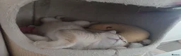 British Shorthair cats for sale: GCCF registered Golden boy - Advert 4