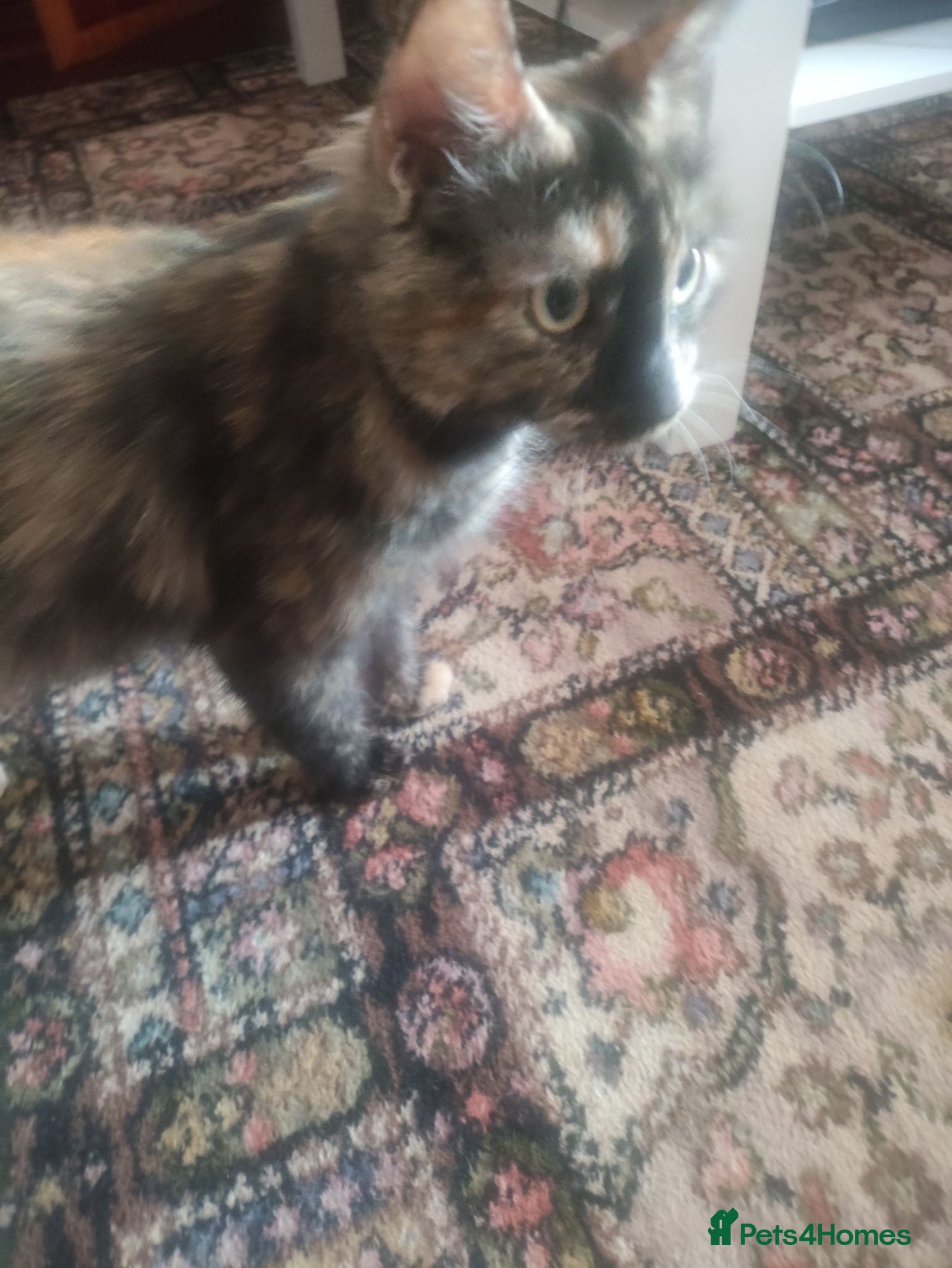 Mixed Breed cats Mixed breed kittens for sale - Advert 2