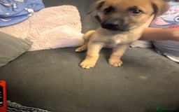 Mixed Breed dogs for sale: German Sheperd cross Lurcher Puppies - Image 12