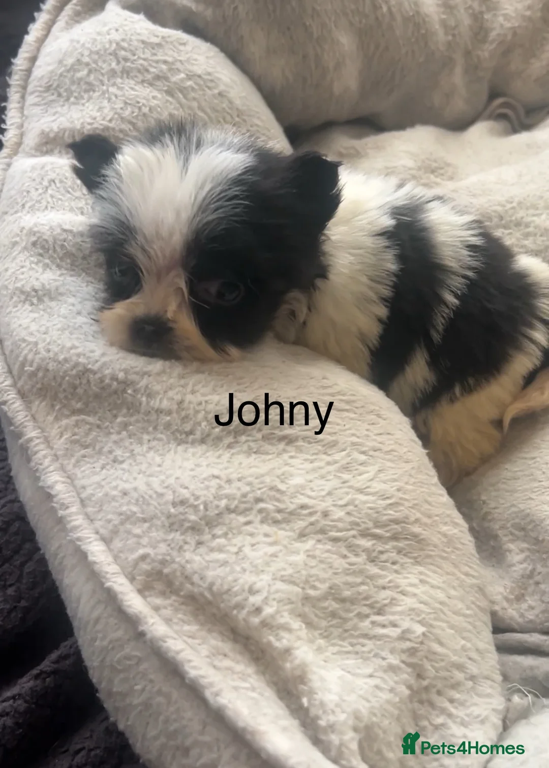 Biewer Terrier dogs for sale: Beautiful Biewer terrier puppies for sale  - Advert 24