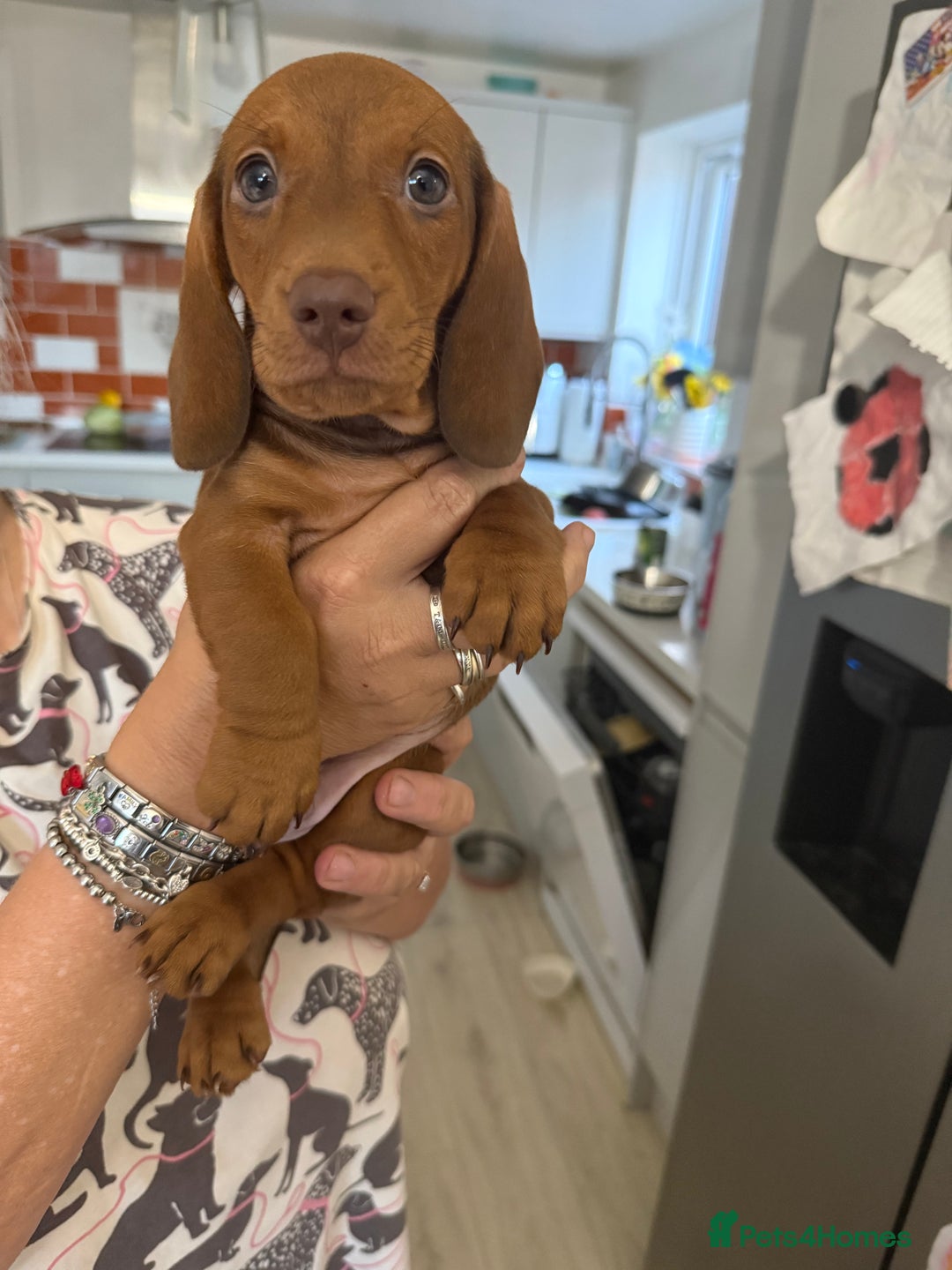 Dachshund dogs for sale: 2 Miniature Dachshunds boys - Image 10