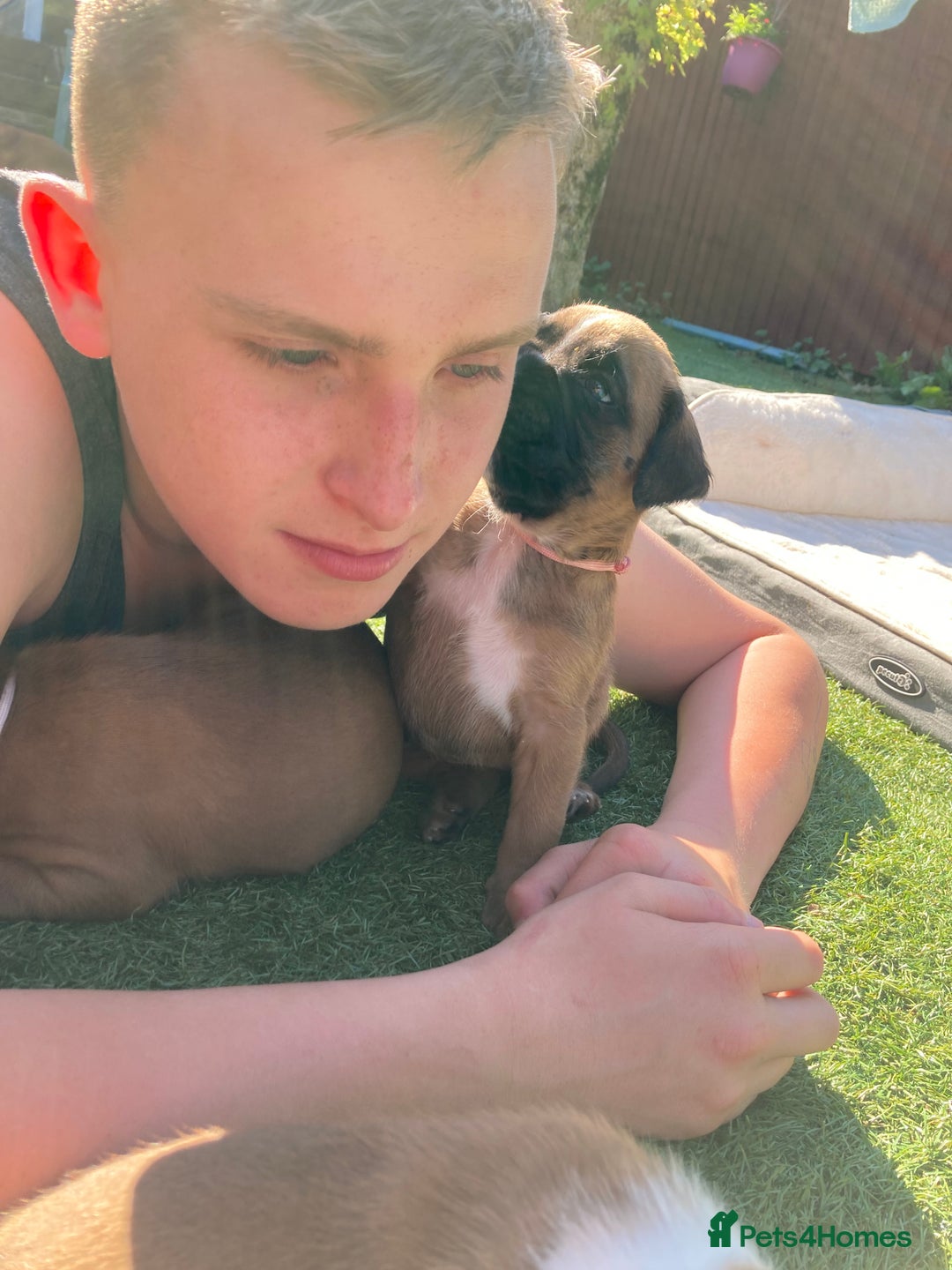 Boxer dogs for sale: Boxer baby girl 💖 - Image 15