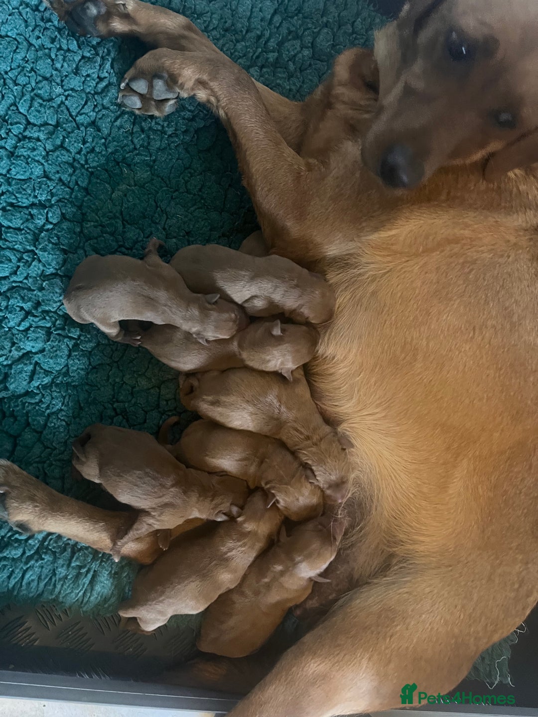 Labrador Retriever dogs for sale: Health tested extremely dark fox red Labradors - Image 5