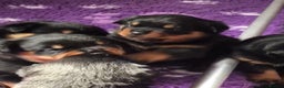Rottweiler dogs for sale: Proper big old fashioned Rottie  pups ready now  - Advert 25