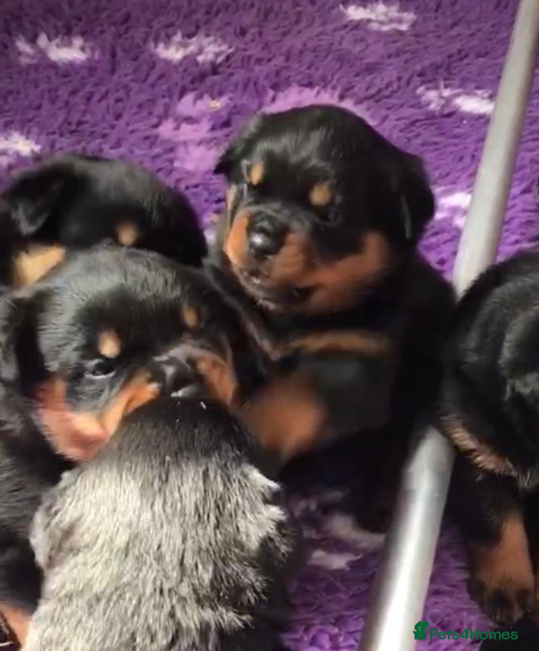 Rottweiler dogs for sale: Proper big old fashioned Rottie  pups ready now  - Advert 25