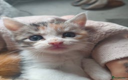 Maine Coon cats for sale: Half Maine coon ready to leave now - Image 4