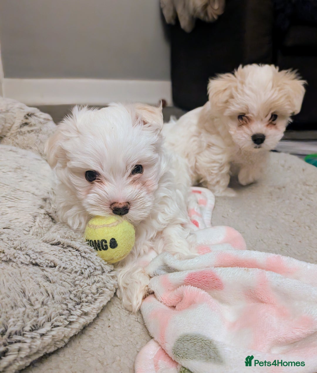 Maltese dogs for sale: Absolutely adorable Maltese girl  - Image 22