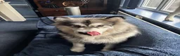Mixed Breed dogs for sale: Siberian husky and Alaskan malamute - Advert 5