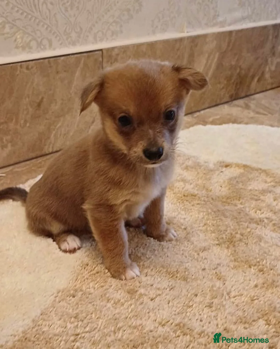 Chihuahua dogs for sale: Chihuahua Puppies  - Advert 1