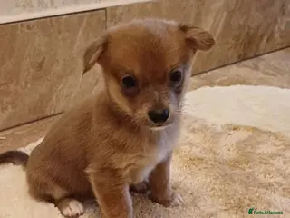 Chihuahua dogs Chihuahua Puppies - Advert 1