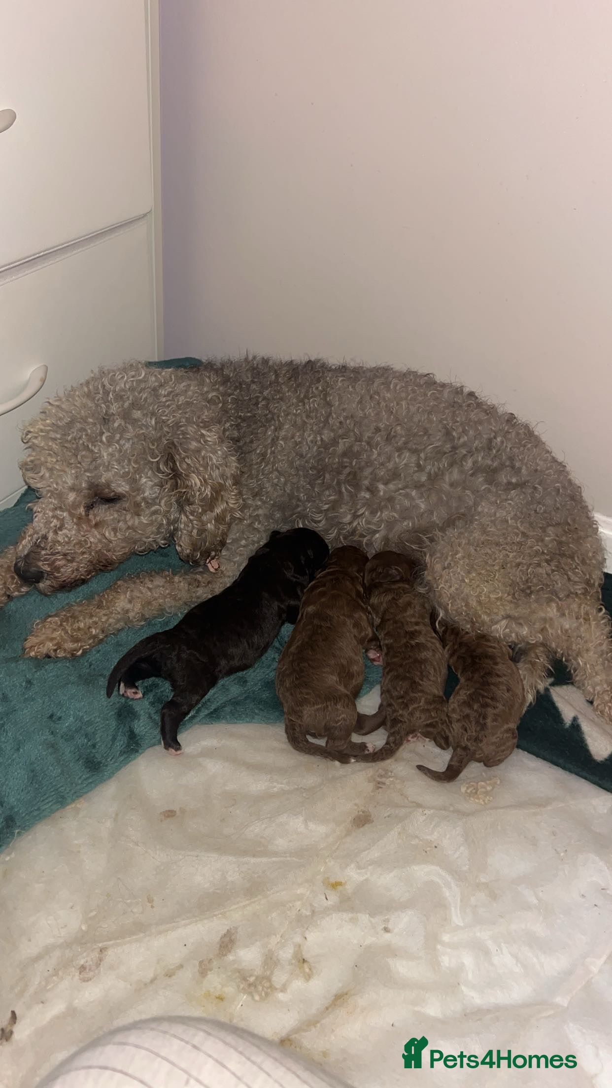 Bedlington Terrier dogs Beautiful bedlington terrier puppies for sale  - Advert 1