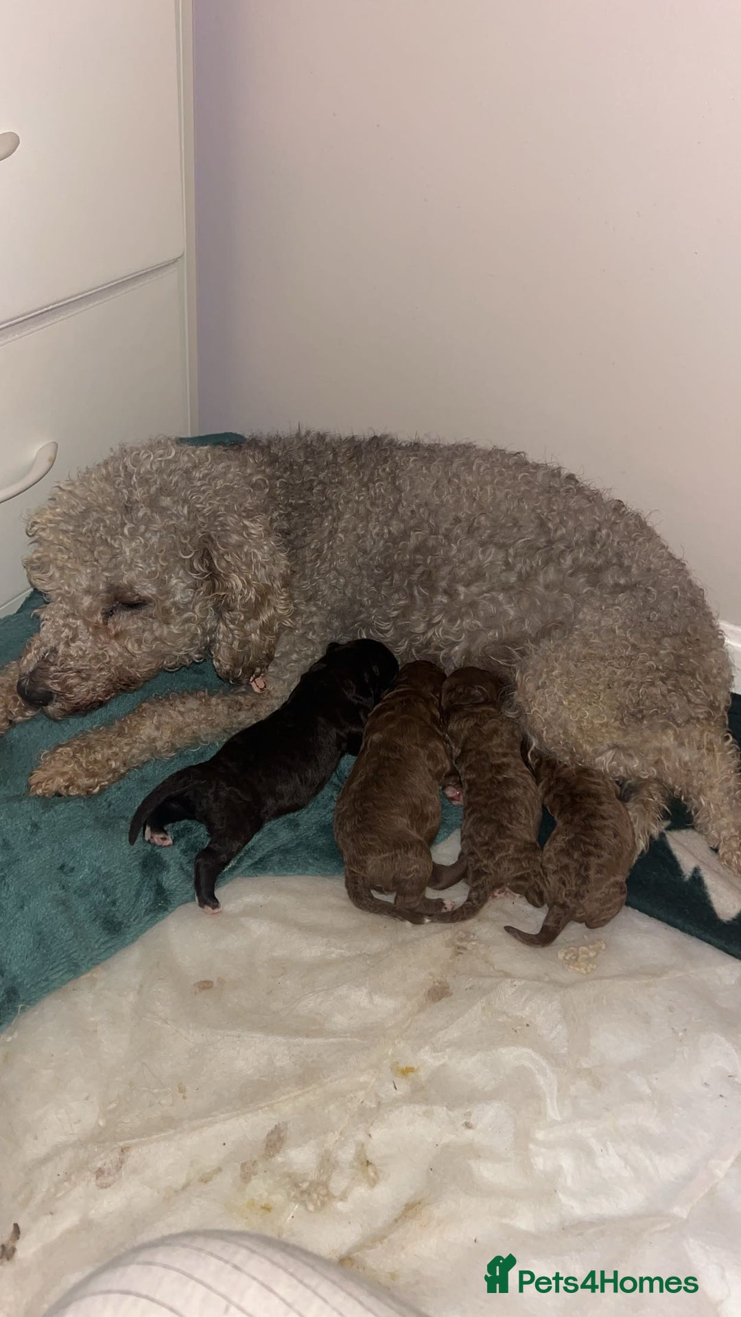 Bedlington Terrier dogs for sale: Beautiful bedlington terrier puppies for sale  - Advert 1