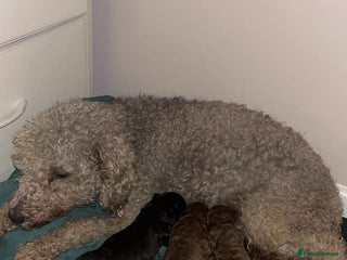Bedlington Terrier dogs Beautiful bedlington terrier puppies for sale - Advert 18