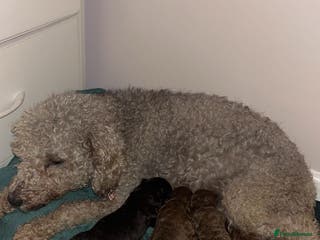 Bedlington Terrier dogs Beautiful bedlington terrier puppies for sale - Advert 1