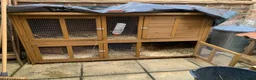 Guinea Pig rodents for sale: Free to good family home in Haslemere - Advert 2