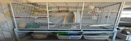 Budgerigars birds for sale: 2 adult budgies for sale  - Advert 5