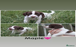 Mixed Breed dogs for sale: English Springer Spaniel Cross  - Image 4