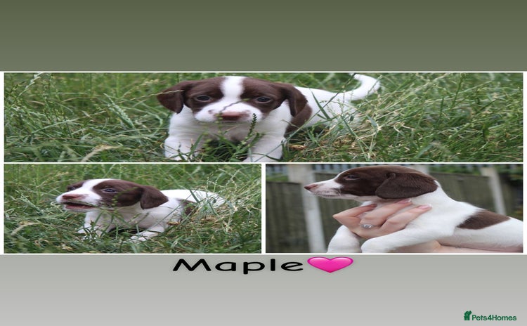 Mixed Breed dogs for sale - Advert 2