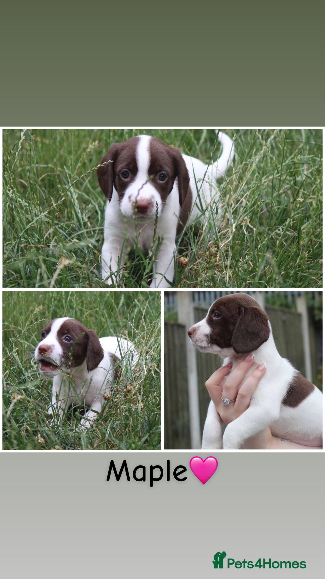 Mixed Breed dogs for sale: English Springer Spaniel Cross  - Image 4