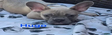 French Bulldog 7