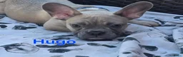 French Bulldog dogs for sale: 💙🐶French Bulldog Puppies💙🐶 - Advert 8