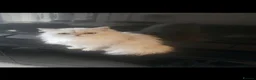 Persian cats for sale: 2 Beautiful Persian Chinchilla kittens for sale - Advert 8
