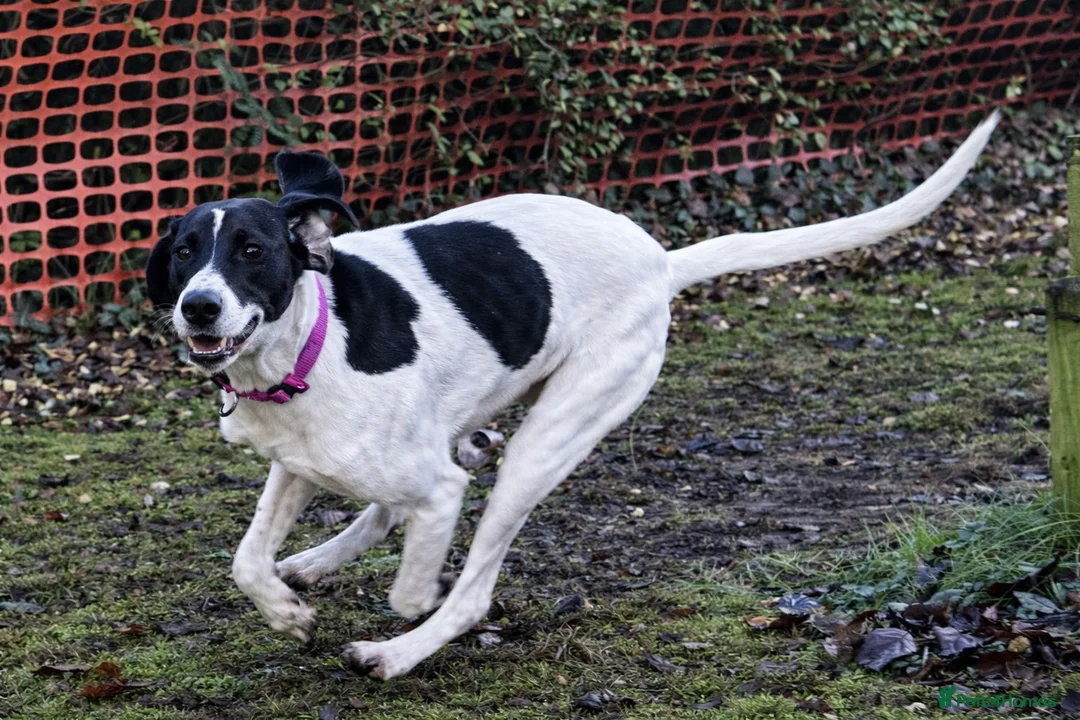 Pointer dogs for adoption: Oliver.From Broken to Brave.Ready for Forever Home - Advert 14