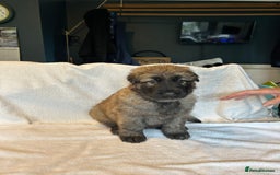 German Shepherd dogs for sale: KC Long Coated German Shepherd Puppies  - Image 6