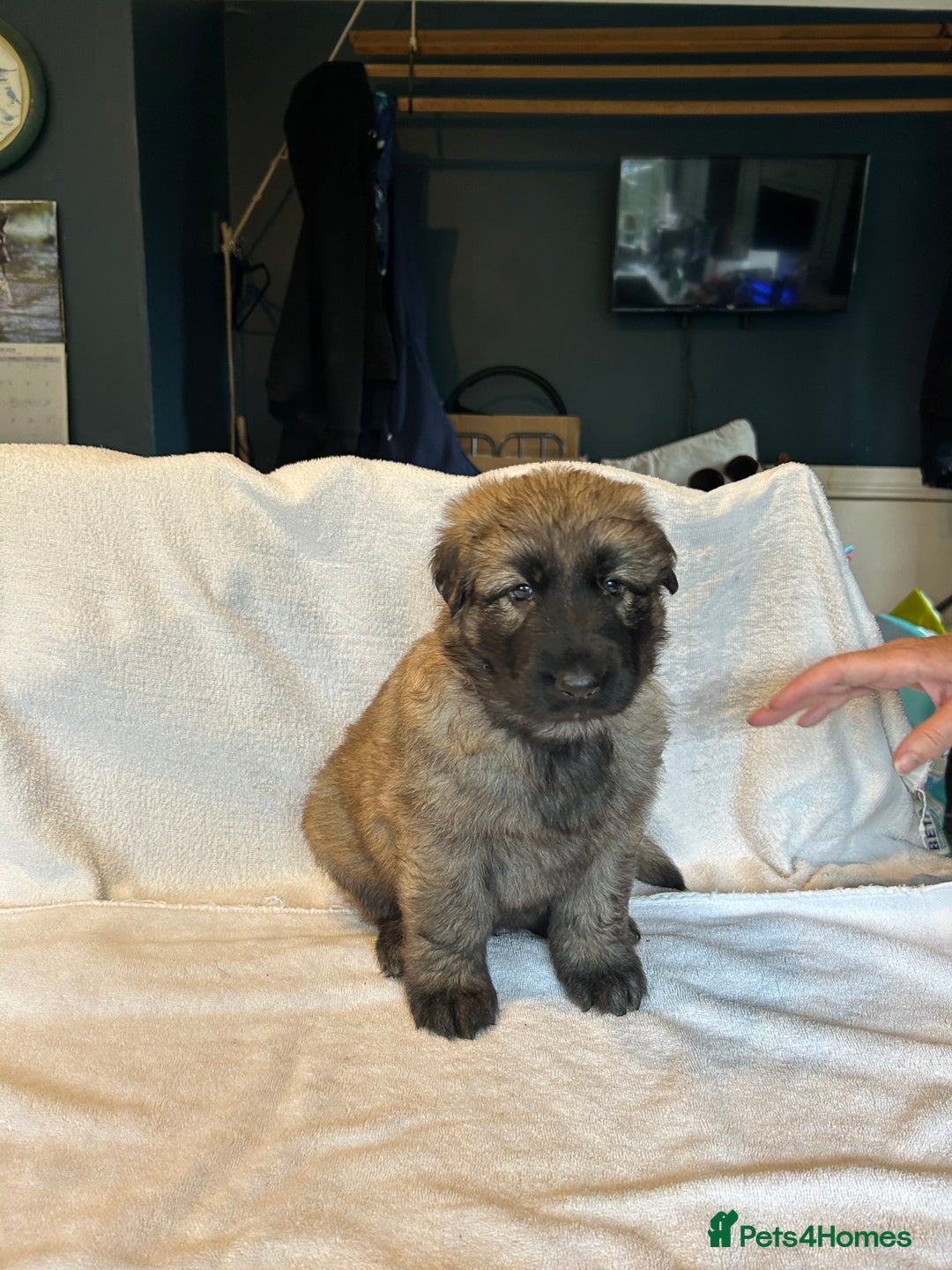 German Shepherd dogs for sale: KC Long Coated German Shepherd Puppies  - Image 6