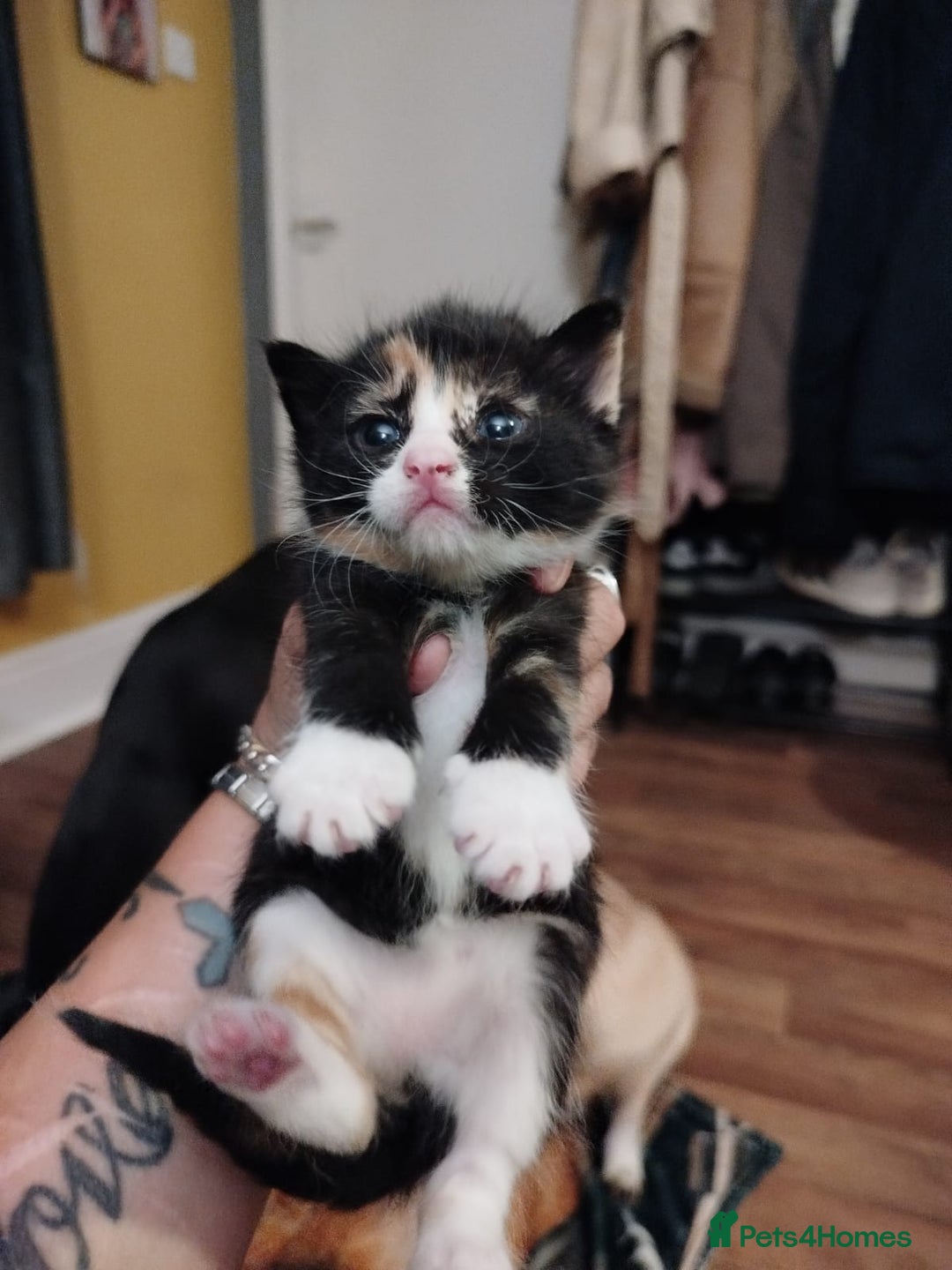Domestic Shorthair cats for sale: 2 female kittens available - Image 2