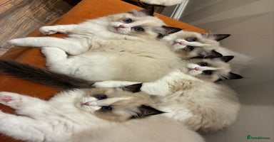 Ragdoll cats Gorgeous Ragdoll Kittens - Royal Raggies - Advert 2